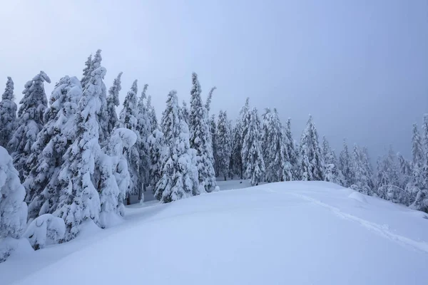 Mroźny Piękny Dzień Wśród Gór Magiczne Drzewa Pokryte Biały Puszysty — Zdjęcie stockowe