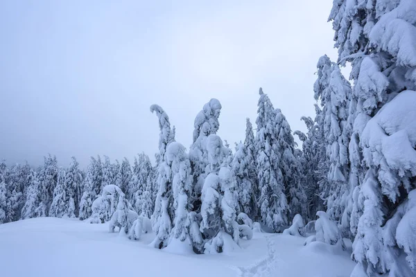 Mroźny Piękny Dzień Wśród Gór Magiczne Drzewa Pokryte Biały Puszysty — Zdjęcie stockowe