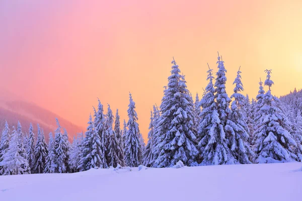 Гарні Вигнуті Чесні Дерева Покриті Товстим Шаром Снігу Просвітлені Рожево — стокове фото