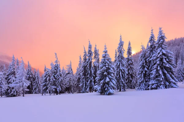 Marvelous Winter Sunrise High Mountains Beautiful Forests Fields Fabulous Winter — Stock Photo, Image