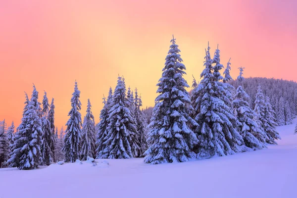 Sunrise, gök, dağ ve sarı parlaklık ile dondurulmuş kar/EC snowdrifts ayakta ağaçlar aydınlatır. Kış manzarası için broşürler.