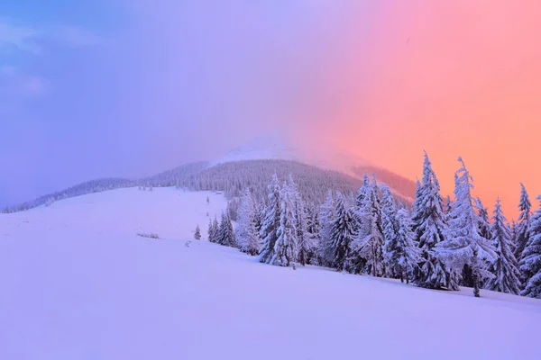 Nice Curved Fair Trees Covered Thick Layer Snow Enlightened Pink — Stock Photo, Image