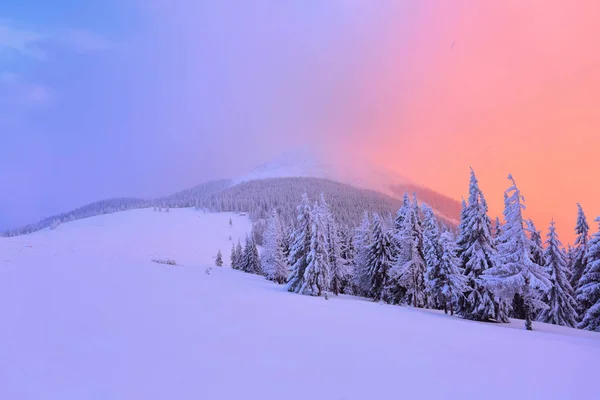 Árvores Bonitas Curvadas Cobertas Com Espessa Camada Neve São Iluminadas — Fotografia de Stock