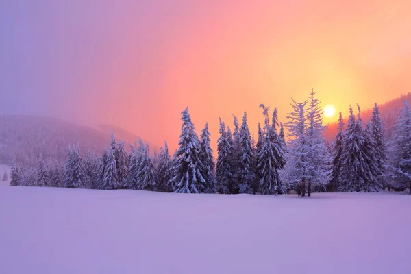 Sunrise, gök, dağ ve sarı parlaklık ile dondurulmuş kar/EC snowdrifts ayakta ağaçlar aydınlatır. Muhteşem kış arka plan bir broşürü.