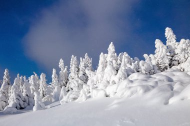 Yüksek dağlar arasında soğuk bir güzel gün sihirli kış manzara karşı beyaz kabarık kar ile kaplı büyülü ağaçlar vardır.
