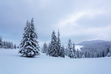 Uzakta yüksek dağlarda güzel bir kış büyülü kar taneleri alanları arasında birkaç yeşil ağaçların beyaz kar stand ile kaplı.