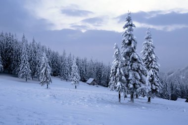 Yüksek dağlarda ormanda yalnız eski ahşap kulübe çim çit ile ayakta kar ile kaplı. 