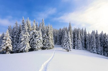 Çimenlerin üzerine soğuk kış günü kar taneleri ile dökülür güzel ağaçlar ayakta kar kaplı. Kış manzarası için broşürler.  