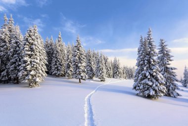 Güzel soğuk bir gün yüksek dağlar ve tepeler arasında büyülü ağaçlar sihirli kış manzara karşı beyaz kabarık kar ile kaplı bulunmaktadır. Geniş iz görkemli kış ormanı na gidiyor.