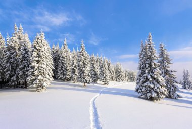 Beyaz karla kaplı'nın bahçesinde güzel kış günde yoğun orman yol çiğnenmiş bir yol olduğunu.  