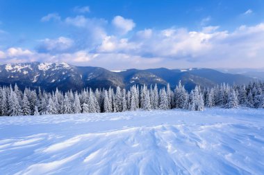 Çimenlerin üzerine soğuk kış günü kar taneleri ile dökülür güzel ağaçlar ayakta kar kaplı. Güzel ilginç kar dokulu. 