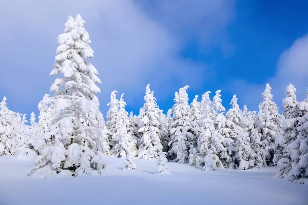 Césped Cubierto Nieve Los Bonitos Árboles Están Pie Vertidos Con —  Fotos de Stock