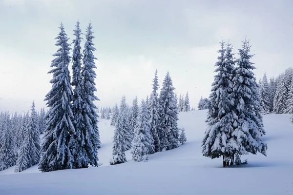 在高山间寒冷美丽的日子里 有神奇的树木覆盖着白色蓬松的雪 与神奇的冬季景观相对应 — 图库照片