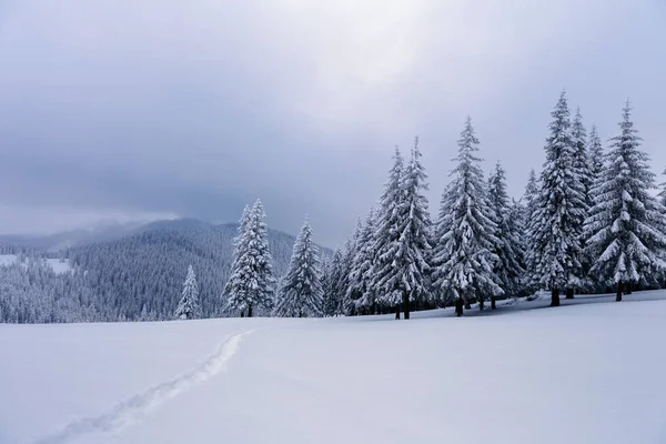 Forêt Hiver Épicéas Déversés Avec Neige Qui Comme Fourrure Abrite — Photo