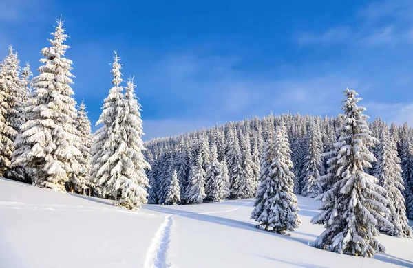 Lawn Covered Snow Nice Trees Standing Poured Snowflakes Frosty Winter — Stock Photo, Image