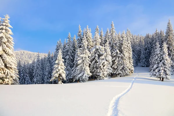 Césped Cubierto Nieve Blanca Hay Camino Pisoteado Que Conduce Denso — Foto de Stock