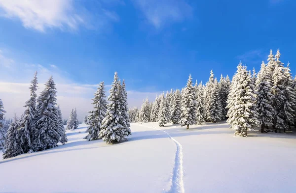 Césped Cubierto Nieve Los Bonitos Árboles Están Pie Vertidos Con — Foto de Stock