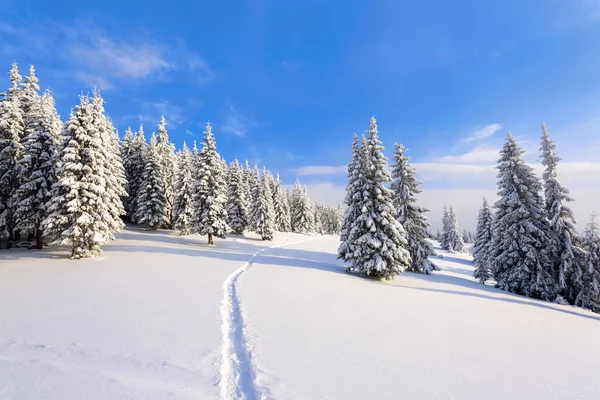 在高大的山脉和山峰之间冷淡美丽的一天是白雪覆盖蓬松反对神奇冬季景观神奇树木 — 图库照片