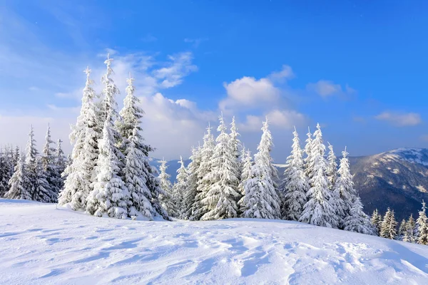 Frosty Beautiful Day High Mountains Peaks Magical Trees Covered White — Stock Photo, Image