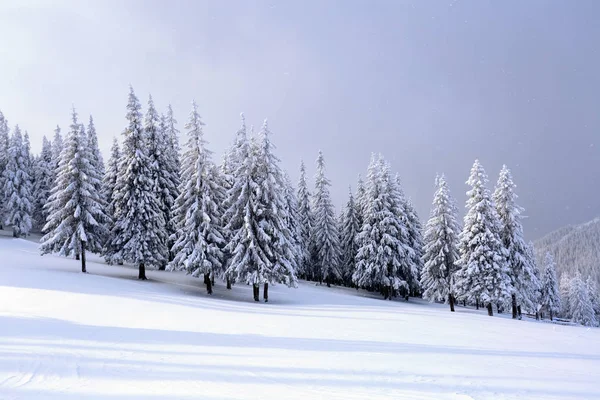 Amplio Césped Hay Muchos Abetos Pie Bajo Nieve Frío Día —  Fotos de Stock