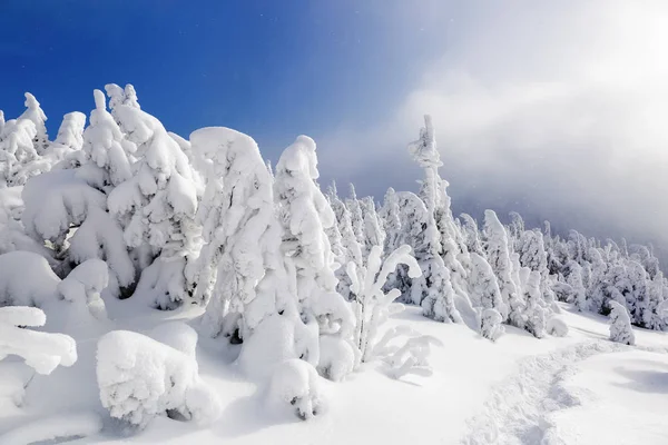 Trávníku Pod Sněhem Které Jsou Připraveny Pěkné Stromy Nalévá Sněhových Royalty Free Stock Fotografie