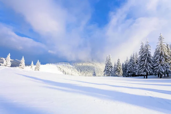 Fantásticos Árboles Navidad Esponjosos Nieve Postal Con Árboles Altos Cielo —  Fotos de Stock