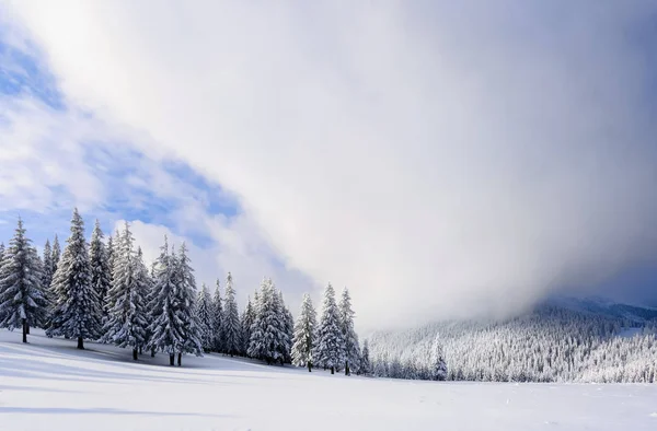 Sur Grande Pelouse Beaucoup Sapins Debout Sous Neige Jour Hiver — Photo