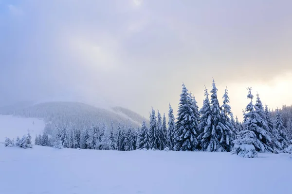 Panorama Espetacular Aberto Montanhas Árvores Cobertas Com Neve Branca Gramado — Fotografia de Stock