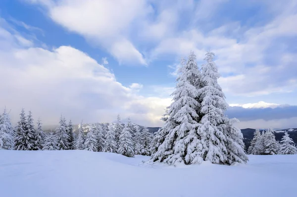 在被雪覆盖的草坪上 美丽的树木正站在寒冷的冬日里 被雪花倾泻而下 神话般的冬季背景的传单 — 图库照片