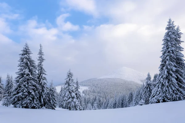 在被雪覆盖的草坪上 美丽的树木正站在寒冷的冬日里 被雪花倾泻而下 传单的冬季景观 — 图库照片