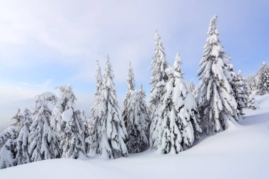Güzel soğuk bir gün yüksek dağlar arasında büyülü ağaçlar sihirli kış manzara karşı beyaz kabarık kar ile kaplı bulunmaktadır. Texturally donmuş kar.