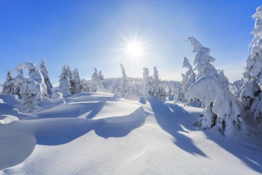 Uzakta yüksek dağlarda güzel bir kış büyülü kar taneleri alanları arasında birkaç yeşil ağaçların beyaz kar stand ile kaplı. Turist sahne. Konumu Karpatlar, Ukrayna, Europe.