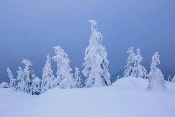 Mroźny Piękny Dzień Wśród Wysokich Gór Magiczne Drzewa Pokryte Biały — Zdjęcie stockowe