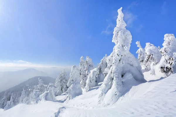 在被白雪覆盖的草坪上 有一条被践踏的小路 在晴朗的冬日通向茂密的森林 旅游休息的地方 阳光照亮了树木 — 图库照片