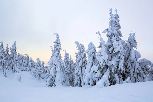 Förunderliga Vinter Soluppgång Högt Bergen Vackra Skogar Och Fält Turist — Stockfoto
