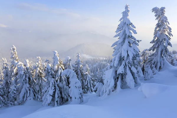 Sur Grande Pelouse Beaucoup Sapins Debout Sous Neige Jour Hiver — Photo