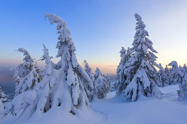 美しい森とフィールドの山の高い素晴らしい冬の日の出 観光の風景です リーフレットの素敵な冬の背景 場所カルパティア山脈 ウクライナ ヨーロッパ — ストック写真