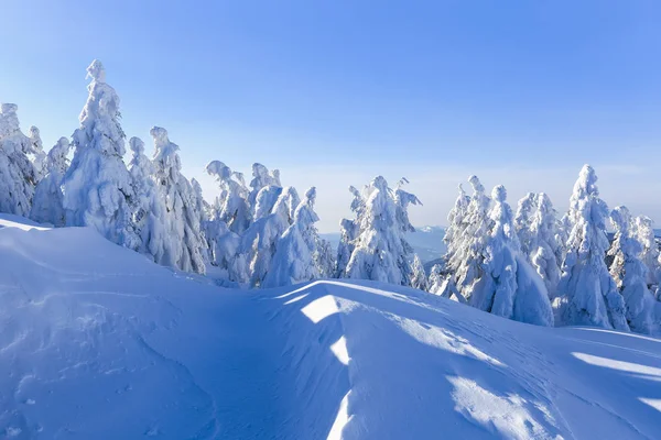 Sur Grande Pelouse Beaucoup Sapins Debout Sous Neige Jour Hiver — Photo