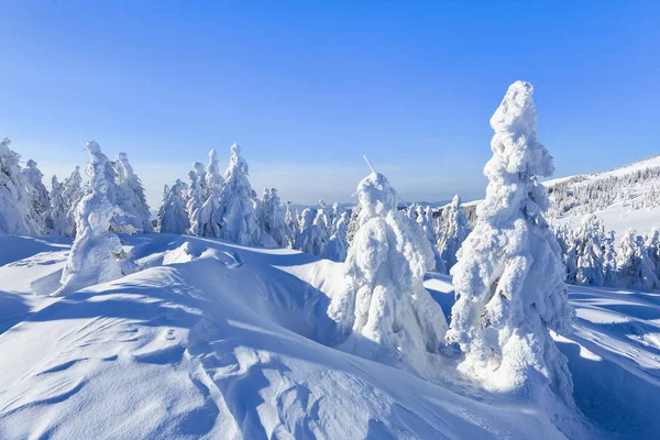 Sur Grande Pelouse Beaucoup Sapins Debout Sous Neige Jour Hiver — Photo