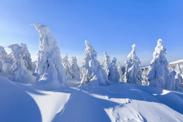 広い芝生の上は 凍るような冬の日に雪の中に立っている多くのモミの木があります 光と影のゲームは美しくボリュームで再生されます 美しい冬の背景 — ストック写真