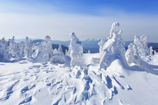 遠く高い山で覆われて白い雪スタンド フィールド間の魔法の雪のいくつかの緑の木々 美しい冬の 観光の風景です 場所カルパティア山脈 ウクライナ ヨーロッパ — ストック写真