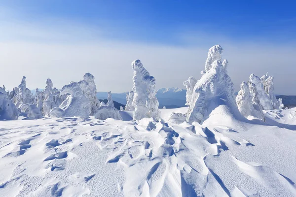 在高山上 草坪上矗立着被雪覆盖的树木 这些树木看起来像冰雕 纹理窗体 在冬天寒冷的日子里看风景 阳光在雪中闪耀 — 图库照片