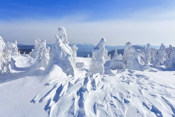 高山に 芝生の上氷の彫刻のようで雪に覆われた木に立ちます テクスチャのフォーム 冬の寒い日を風景します 雪の中で光輝く — ストック写真