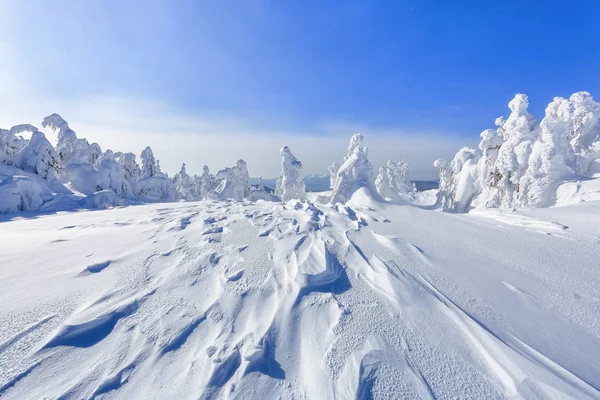 遠く高い山で覆われて白い雪スタンド フィールド間の魔法の雪のいくつかの緑の木々 美しい冬の 観光の風景です 場所カルパティア山脈 ウクライナ ヨーロッパ — ストック写真