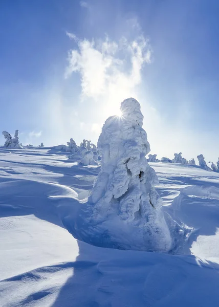 高山に 芝生の上氷の彫刻のようで雪に覆われた木に立ちます テクスチャのフォーム 冬の寒い日を風景します 雪の中で光輝く — ストック写真