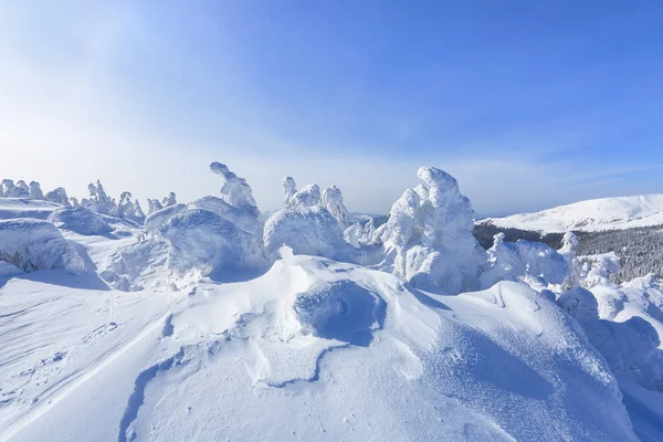 Высоко Горах Лужайке Стоят Деревья Покрытые Снегом Которые Выглядят Ледяные — стоковое фото
