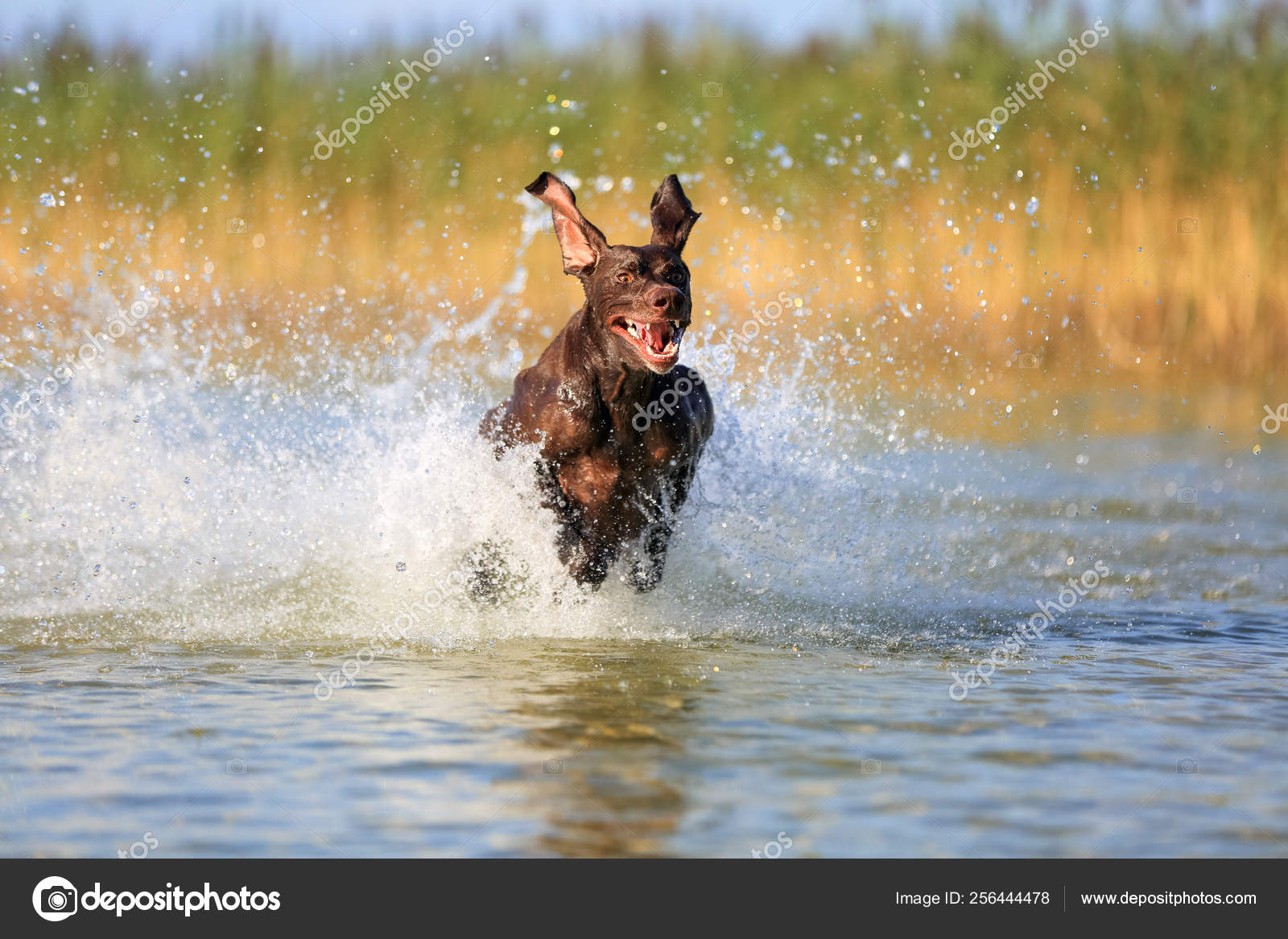 Nice Portrait Of The Thoroughbred Hunting Dog German Shorthaired