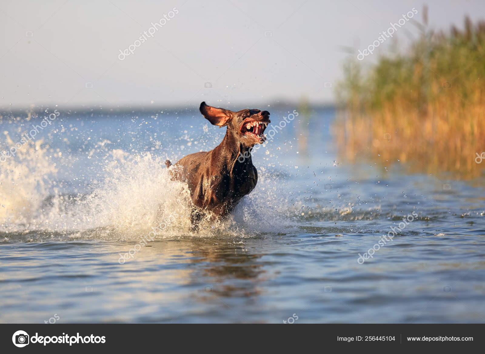 Happy Playful Muscular Thoroughbred Hunting Dog German Shorthaired