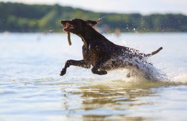 Su sıçramasına jumping, mutlu köpek sopa ile oynuyor, güneşli bir gün ağzına tutun. Kas avcılık Alman kısa saçlı Pointer. Güzel bir yaz günü. Silüetin yansıması.