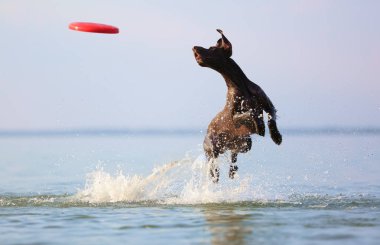Gölde güzel güneşli bir gün eğlenceli köpek sudan atlıyor. Sıçramaları ve dalgaları. Siluet yansıması. Komik kıvrımlı kulakları. Safkan Alman kısa saçlı pointer.